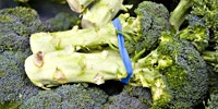 Prices of broccoli are going down