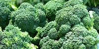 Poland: much decrease in price of broccoli