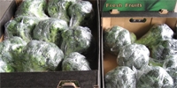 Increase in prices of broccoli
