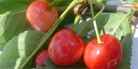 Poland: early cherries already on the market