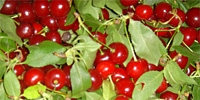 Poland: beginning of sour cherries purchase