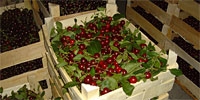 Production of cherries: very bad year