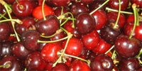 Cherries ‘Burlat’ already on the market