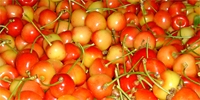 Poland: high supply of cherries