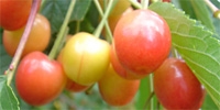 Production of cherries: high level of risk