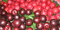 What is price of cherries?