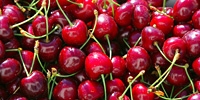 Poland: high supply of cherries