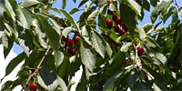 Decrease of cherries prices
