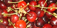 Poland: poor quality of cherries