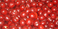 Poland: low prices of sour cherries for processing