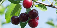 Poland: sour cherries started cracking due to rainy weather