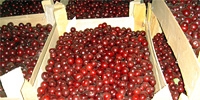 Poland: prices of industrial sour cherries are still decreasing