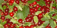 Poland: do processing plants need sour cherries?