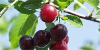 Poland: sour cherries trees will be cut down?