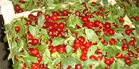 Crops of cherries in 2008