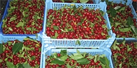 Poland: difficult export of cherries