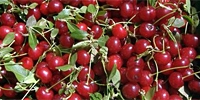 Poland: decrease in sour cherries plantation