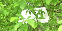 Sygnalizacja agrofagów PIORiN