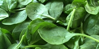 Harvest of autumn spinach for freezing
