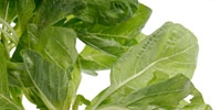 Poland: processing plants are waiting for spinach