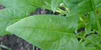 Dutch spinach at the wholesale markets