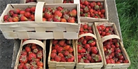 Strawberries. The weather becomes a problem