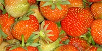 Strawberries: first contracts concluded