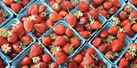 Poland: bad weather influenced the harvest of strawberries