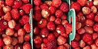 Wild strawberries are already purchased