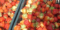 Poland leads EU in processed strawberries