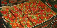 Processing plants started purchasing of strawberries