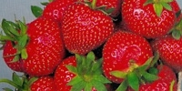 What will be situation on strawberries market?