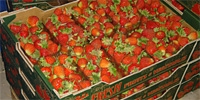 Drought changes price of strawberries for processing