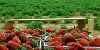 Poland: heavy rain and hail damaged cultivations of strawberries