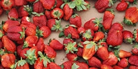 Poland: low prices of strawberries will affect production next years