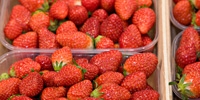 Poland: strawberries season has already started