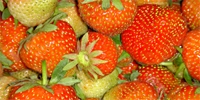 Prices of strawberries