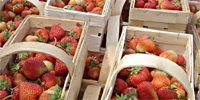 Strawberries: production cost forecast