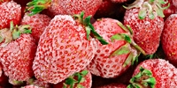 Lower export of frozen strawberries