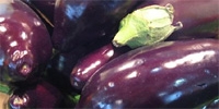 Low profitability of aubergines production