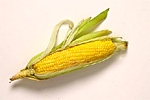 Zatrzymać GMO w Europie!