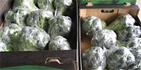 Poland: end of harvest of domestic cauliflowers and broccoli