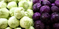 Poland: difficult trade due to heavy frost