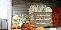 Poland: lower export of fresh vegetables