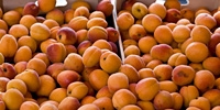 Москва: анализ цен freshmarket.ru (24.05. – 30.05.2010)