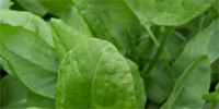 First sorrel of the season