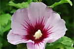 Hibiskus trafi na banknoty