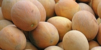 Maroko: produkcja i eksport melonów