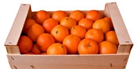 Prices of citrus fruit