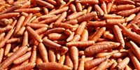 High prices of carrot for processing
